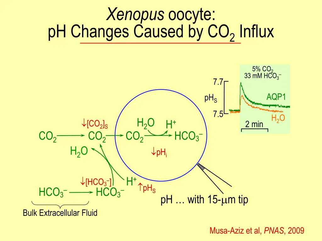 xenopus oocyte