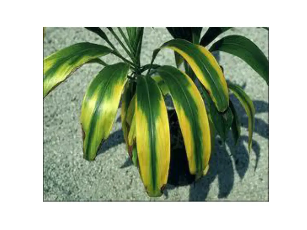 slide31