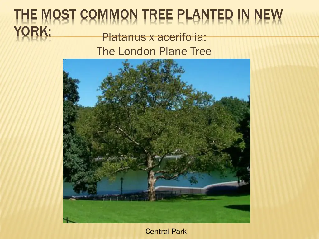 the most common tree planted in new york platanus