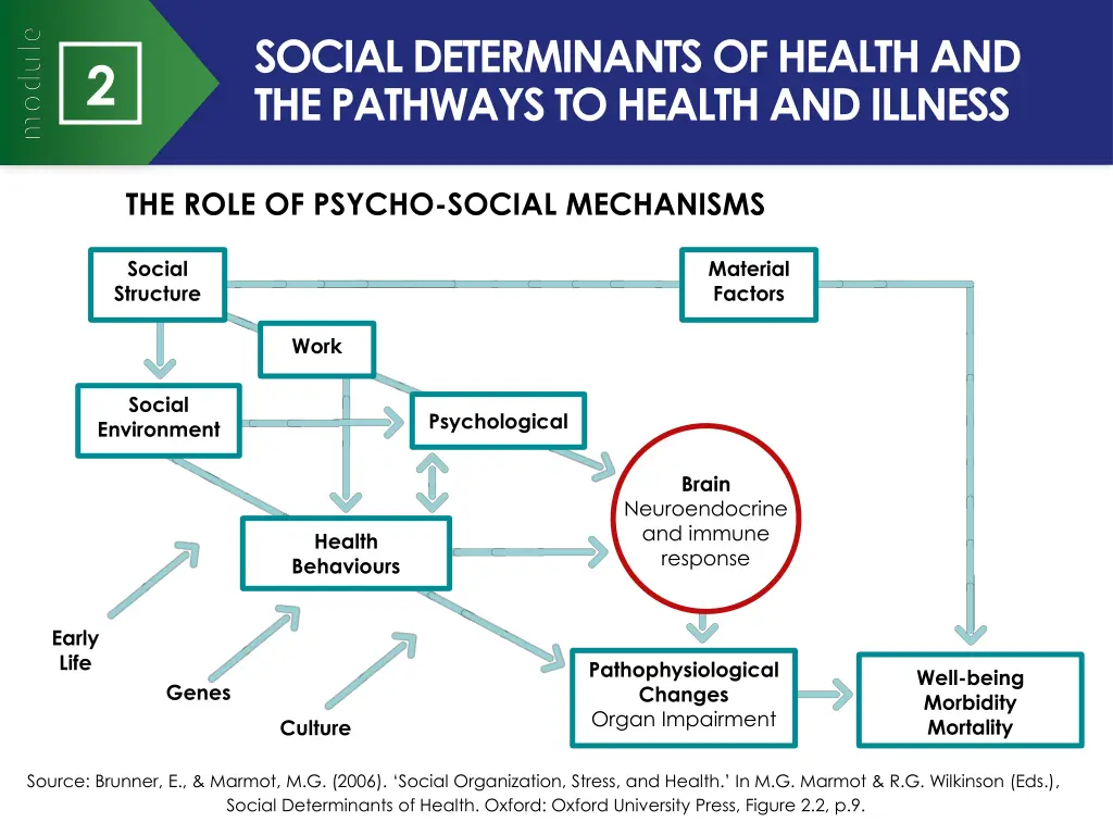 social determinants of health and the pathways