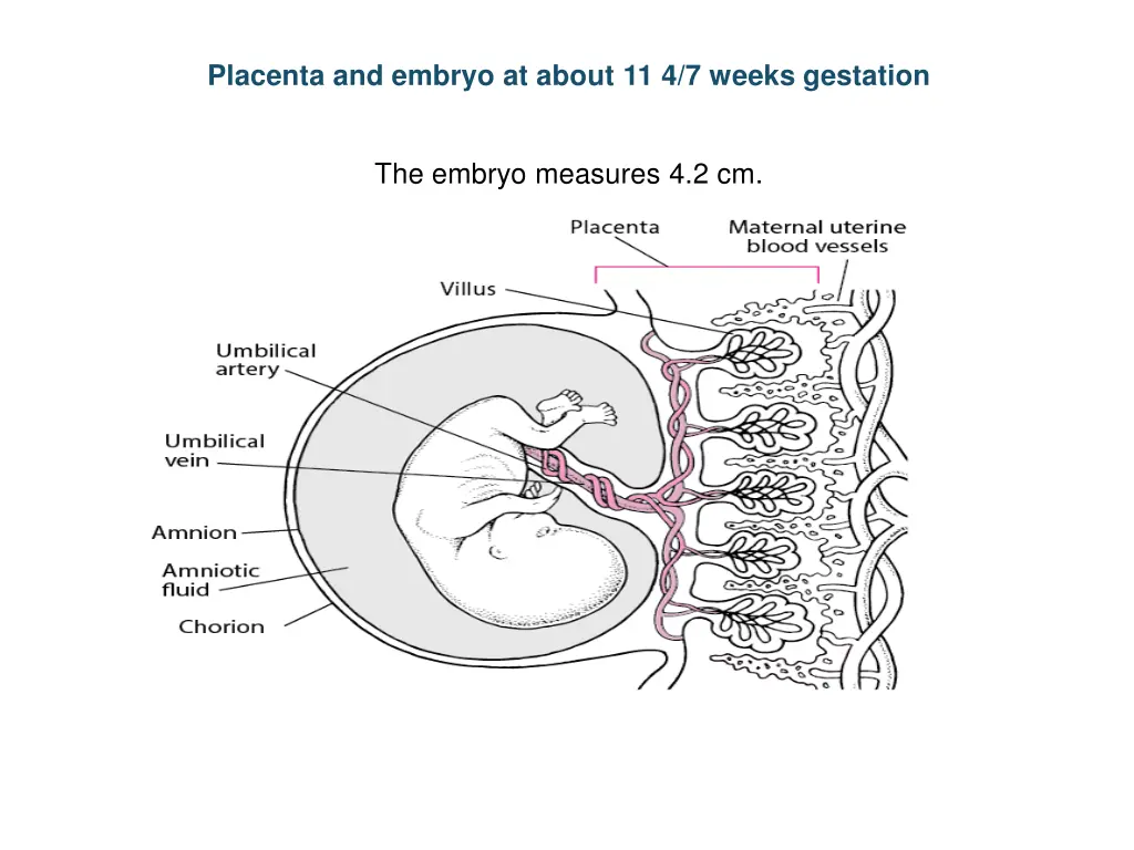 placenta and embryo at about 11 4 7 weeks