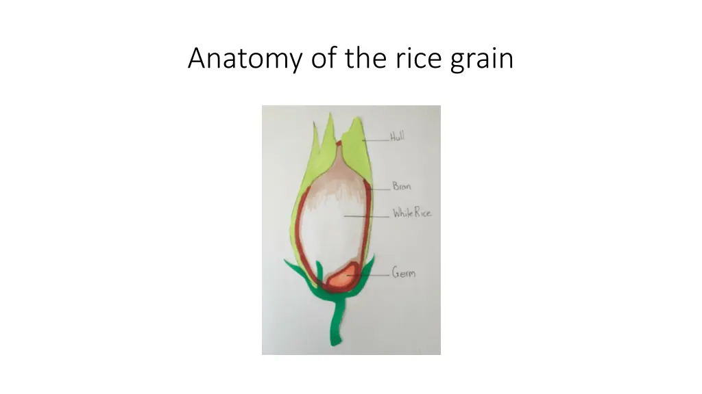 anatomy of the rice grain