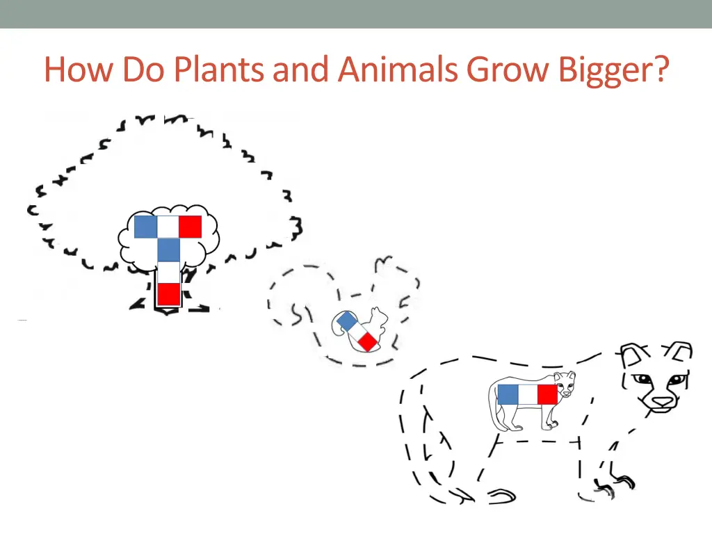 how do plants and animals grow bigger