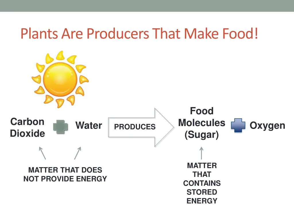 plants are producers that make food