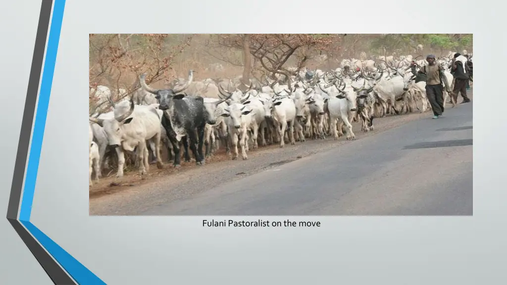 fulani pastoralist on the move