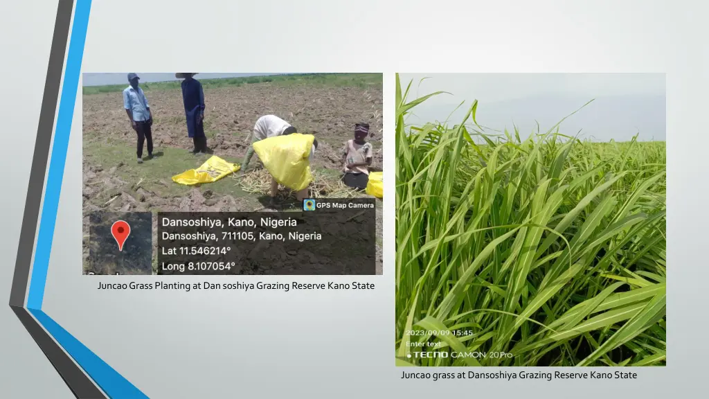 juncao grass planting at dan soshiya grazing