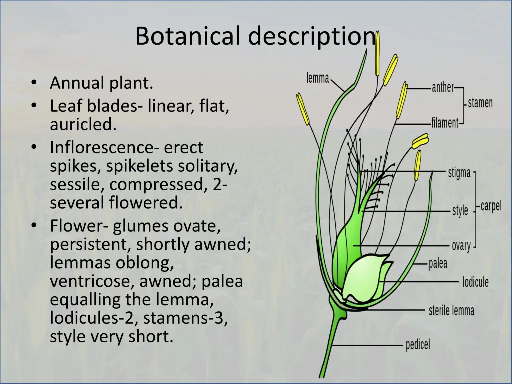 botanical description