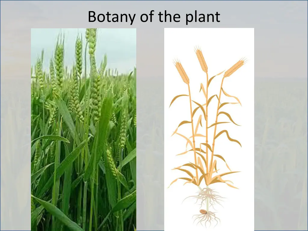 botany of the plant