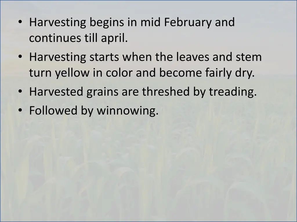 harvesting begins in mid february and continues