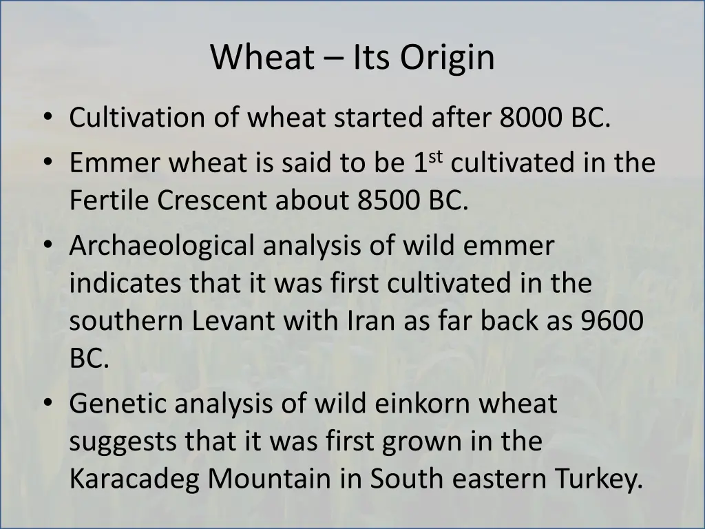 wheat its origin