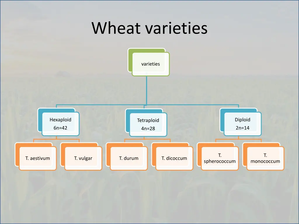 wheat varieties