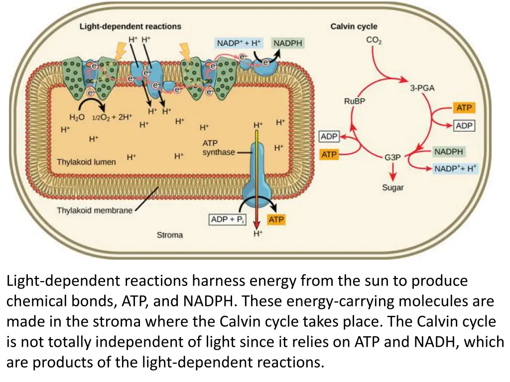 light dependent reactions harness energy from