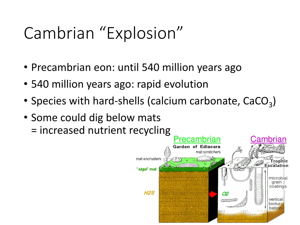 cambrian explosion