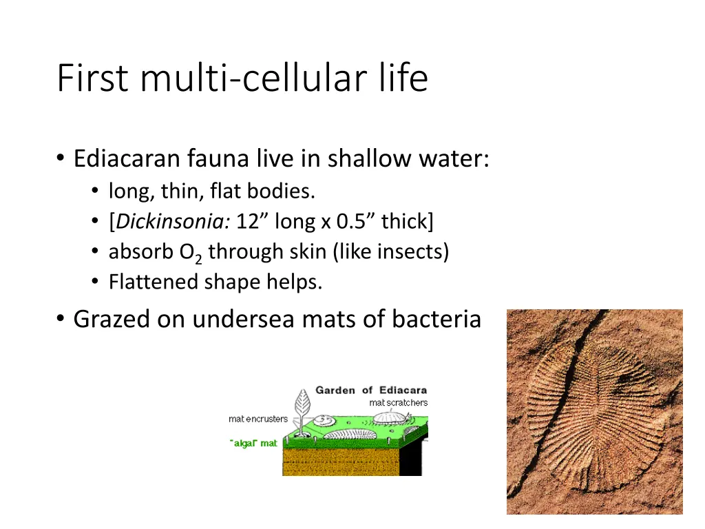 first multi cellular life
