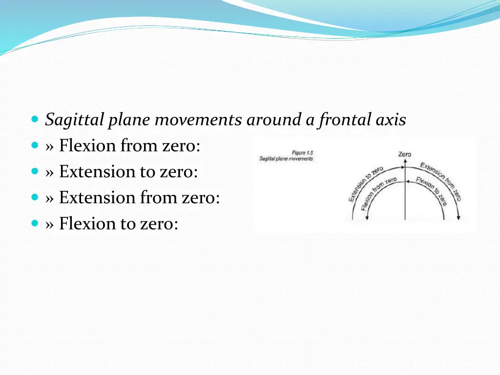 sagittal plane movements around a frontal axis