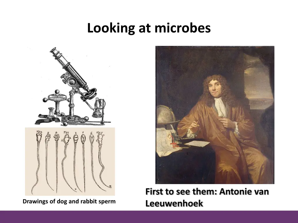 looking at microbes