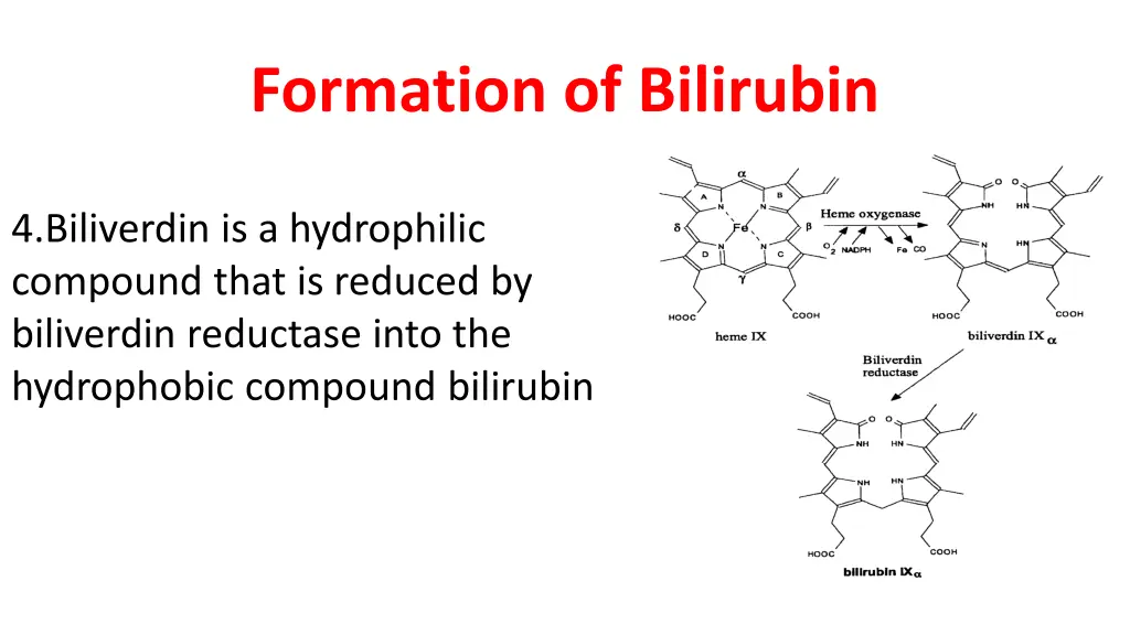 formation of bilirubin 1