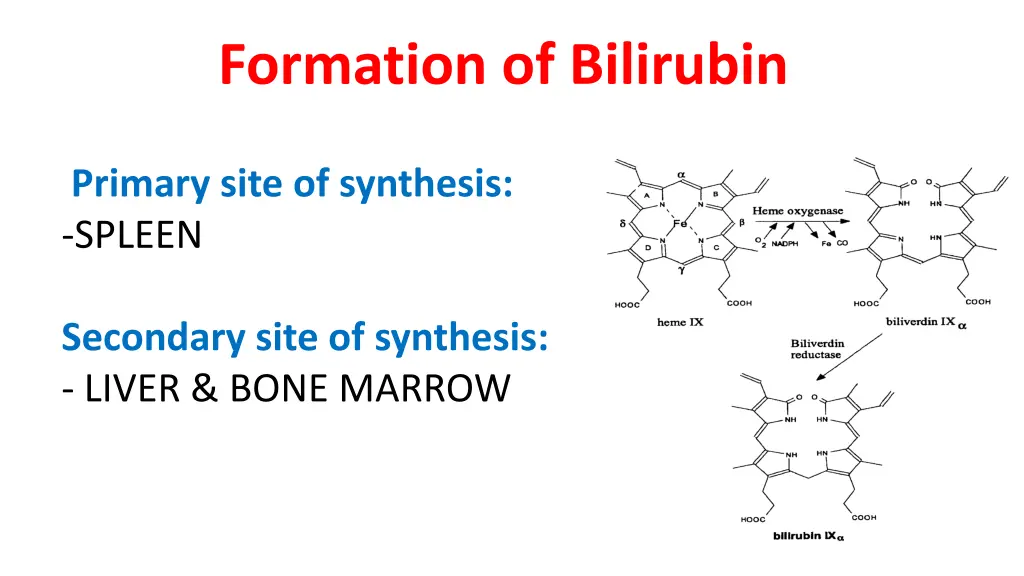 formation of bilirubin 3