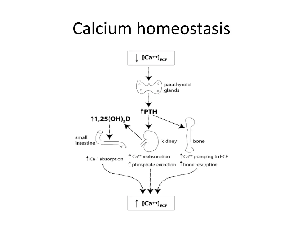 calcium homeostasis