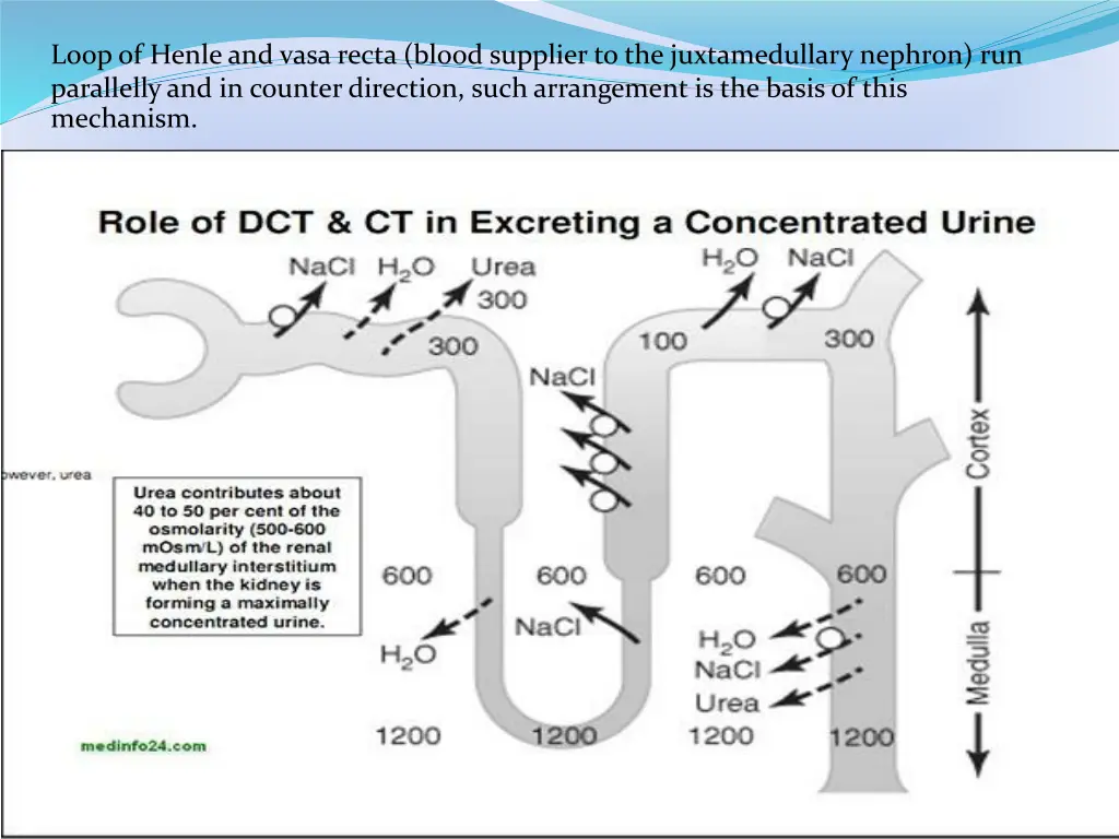 loop of henleand vasa recta blood supplier