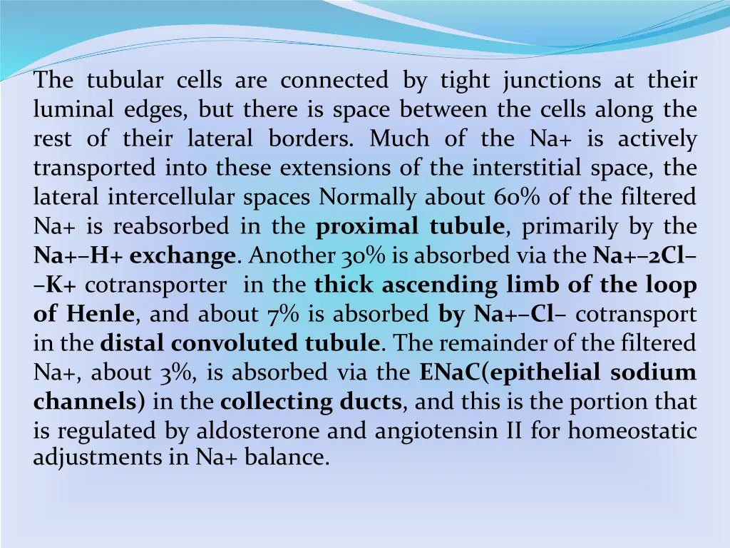 the tubular cells are connected by tight