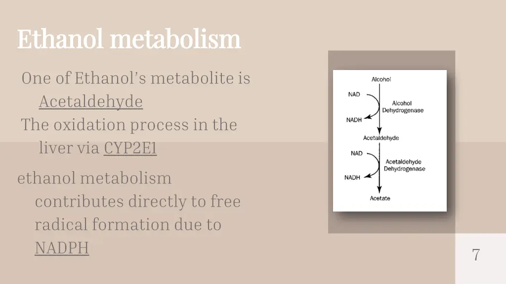 ethanol ethanol metabolism metabolism