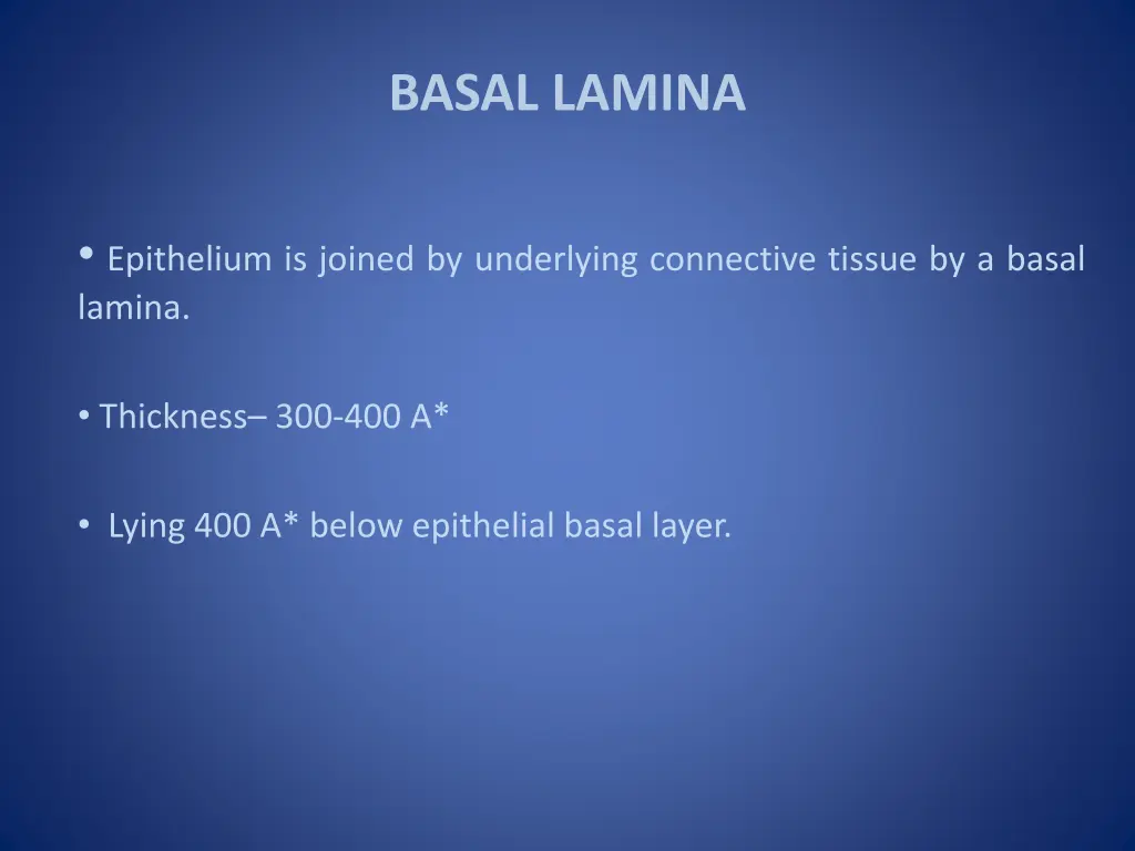 basal lamina