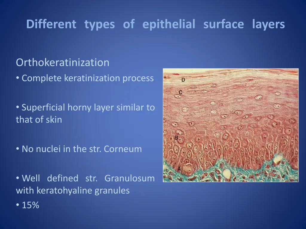 different types of epithelial surface layers