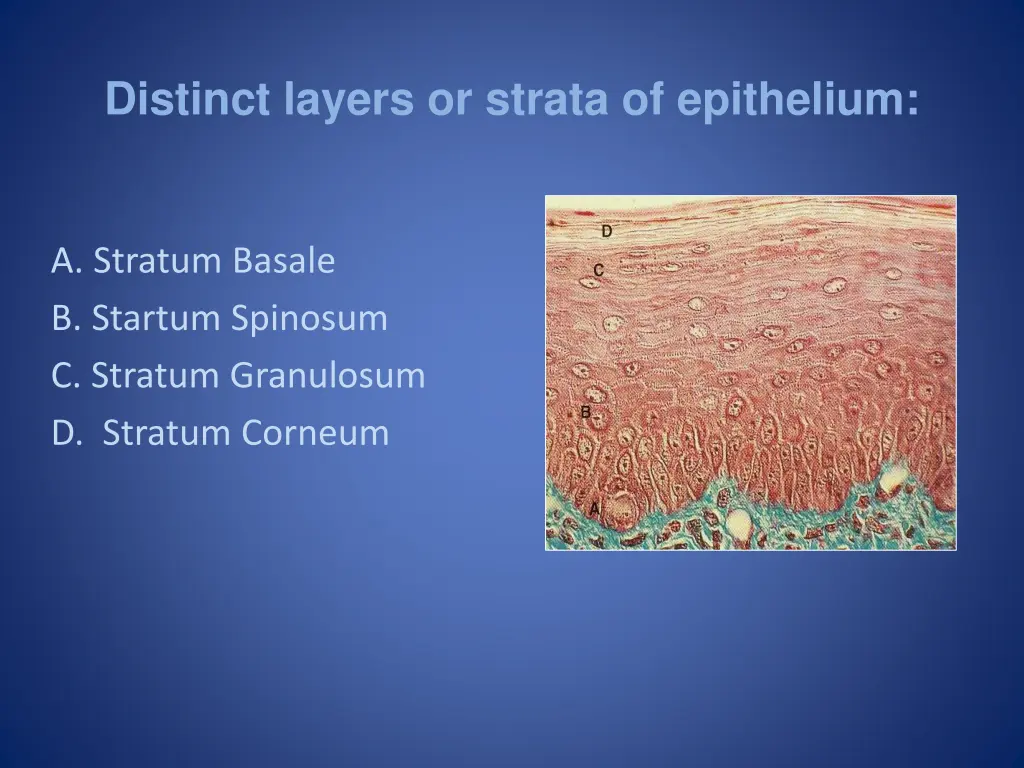 distinct layers or strata of epithelium