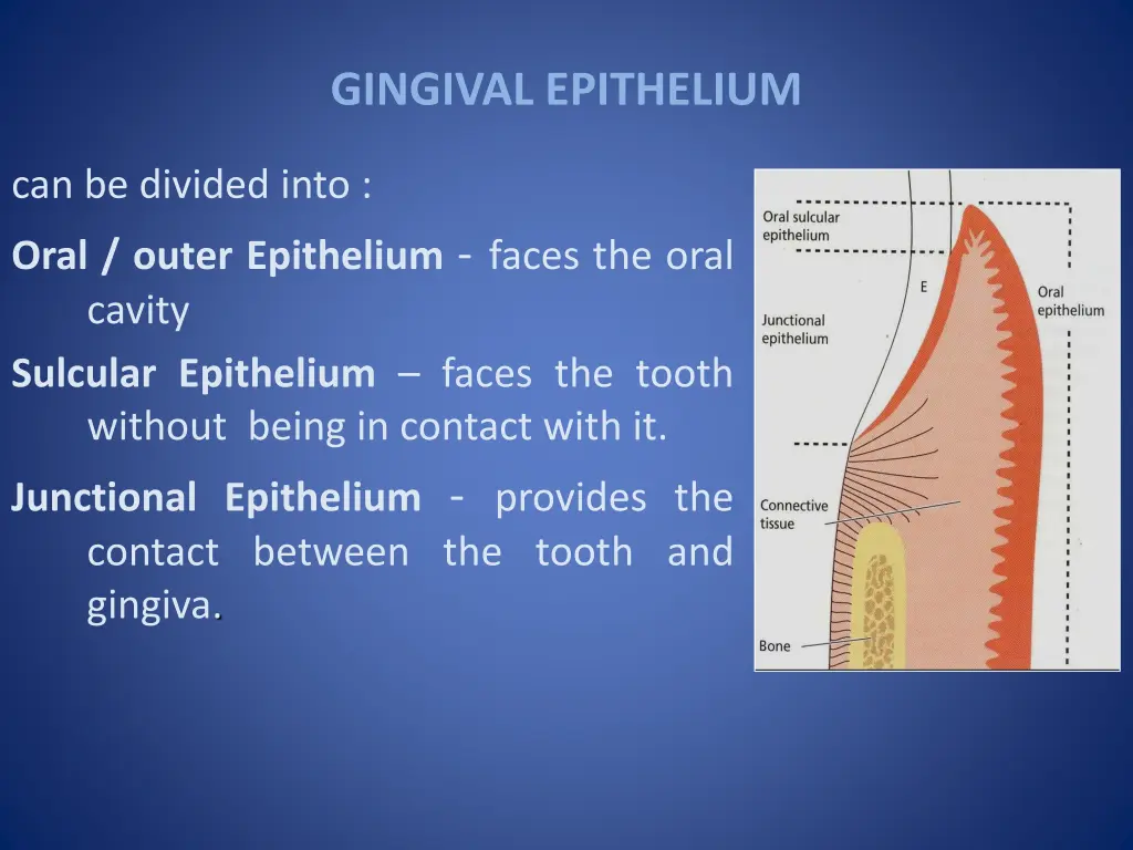 gingival epithelium