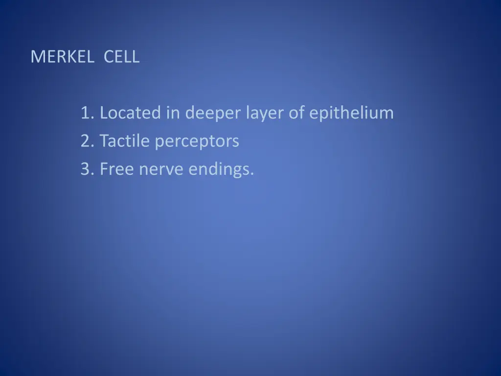 merkel cell