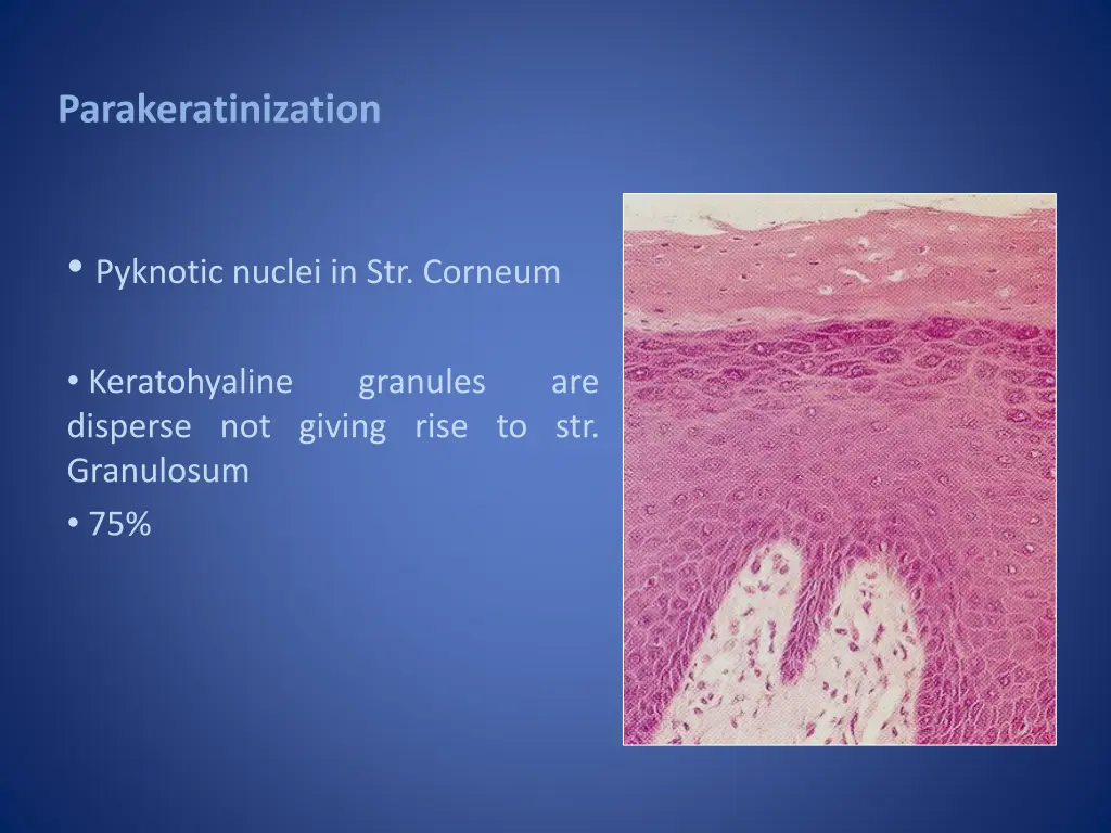 parakeratinization