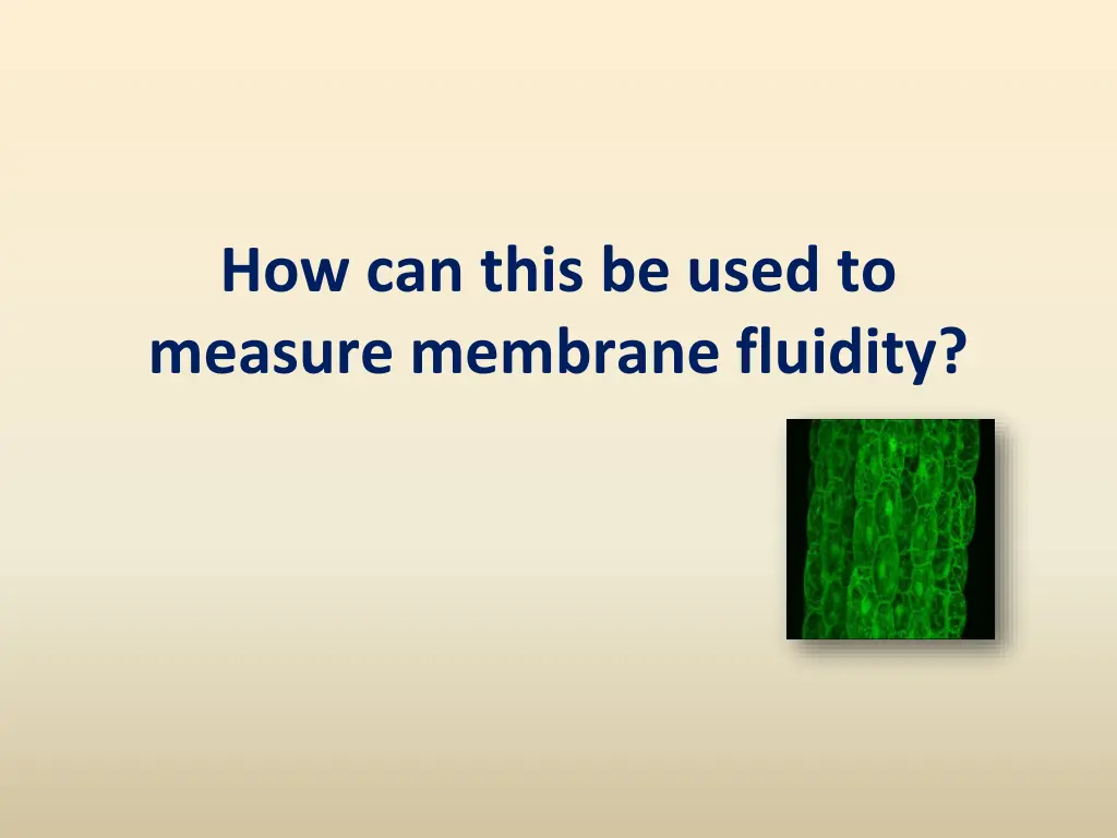 how can this be used to measure membrane fluidity