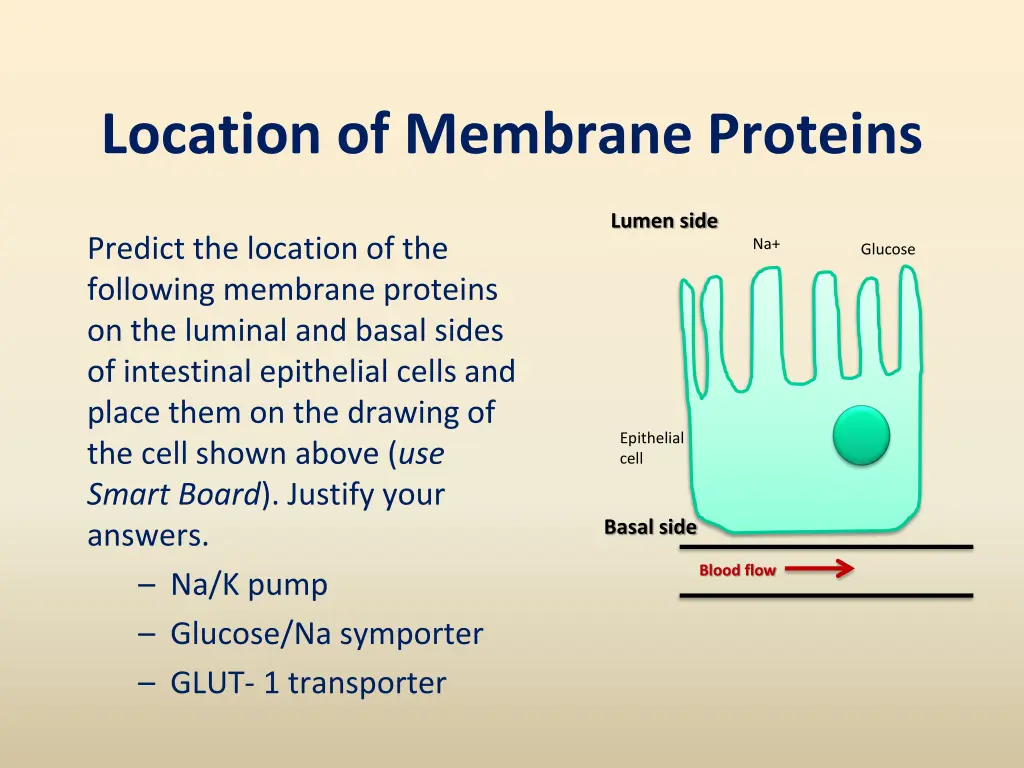 location of membrane proteins 1