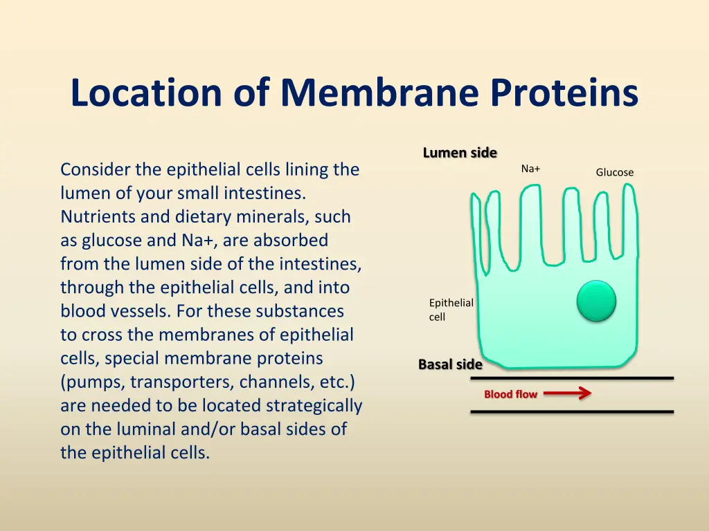 location of membrane proteins