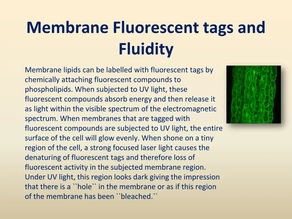 membrane fluorescent tags and fluidity