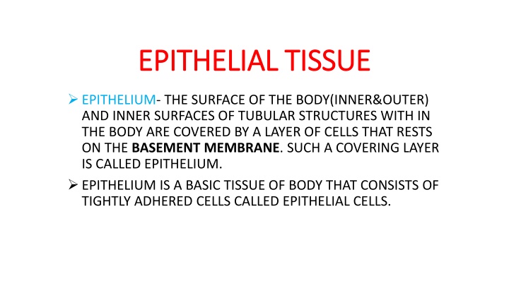 epithelial tissue epithelial tissue