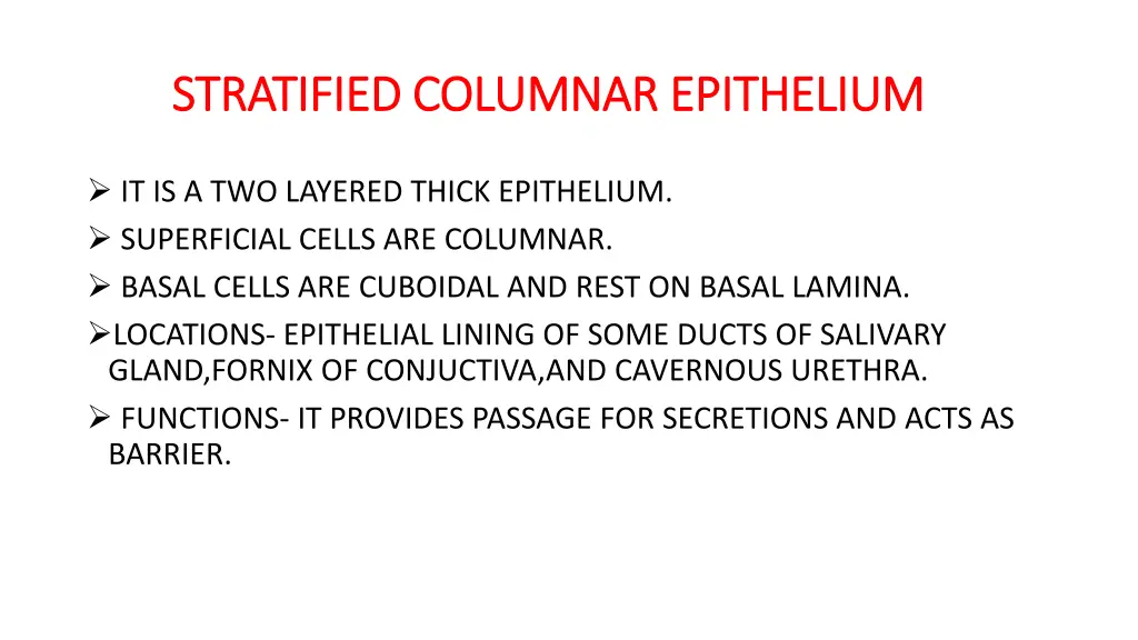 stratified columnar epithelium stratified