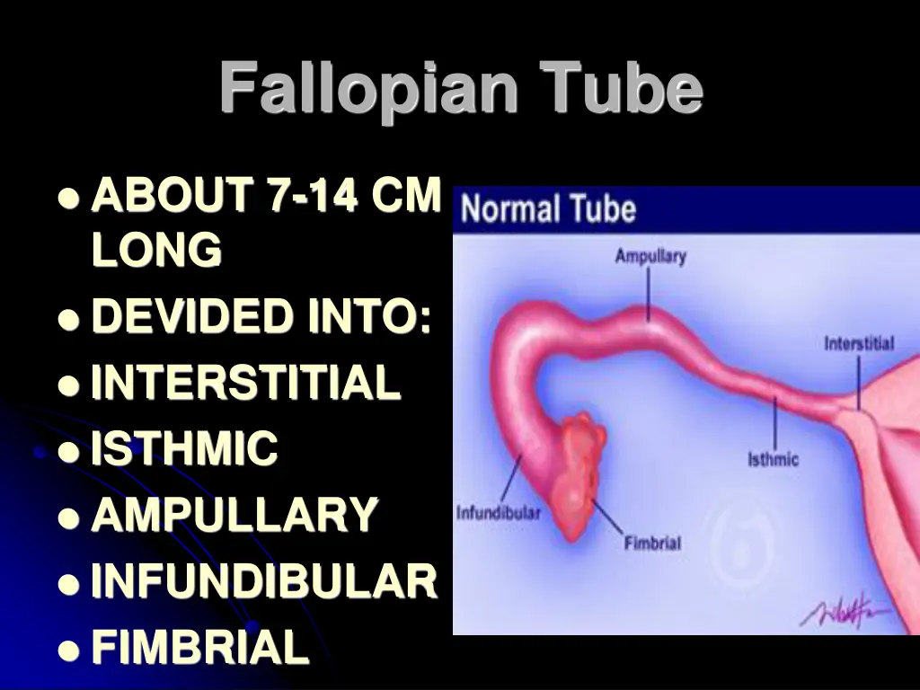 fallopian tube