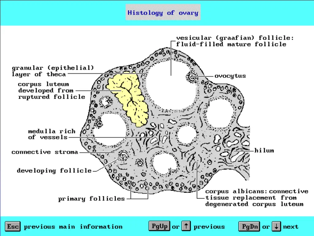 slide7