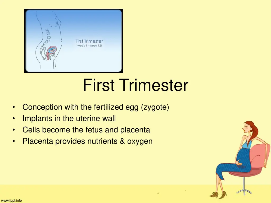 first trimester