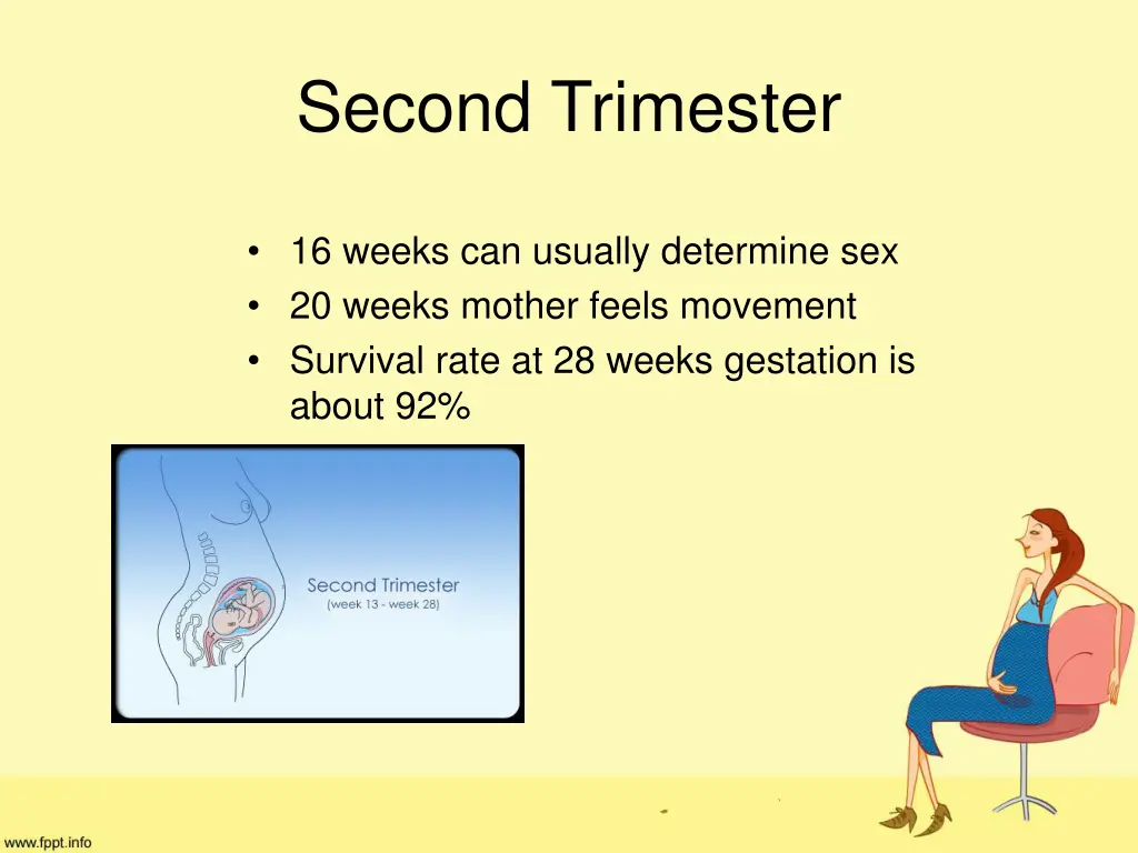 second trimester