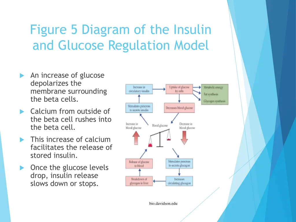 figure 5 diagram of the insulin and glucose