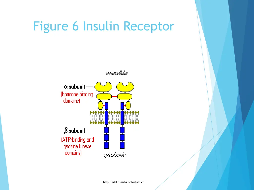 figure 6 insulin receptor