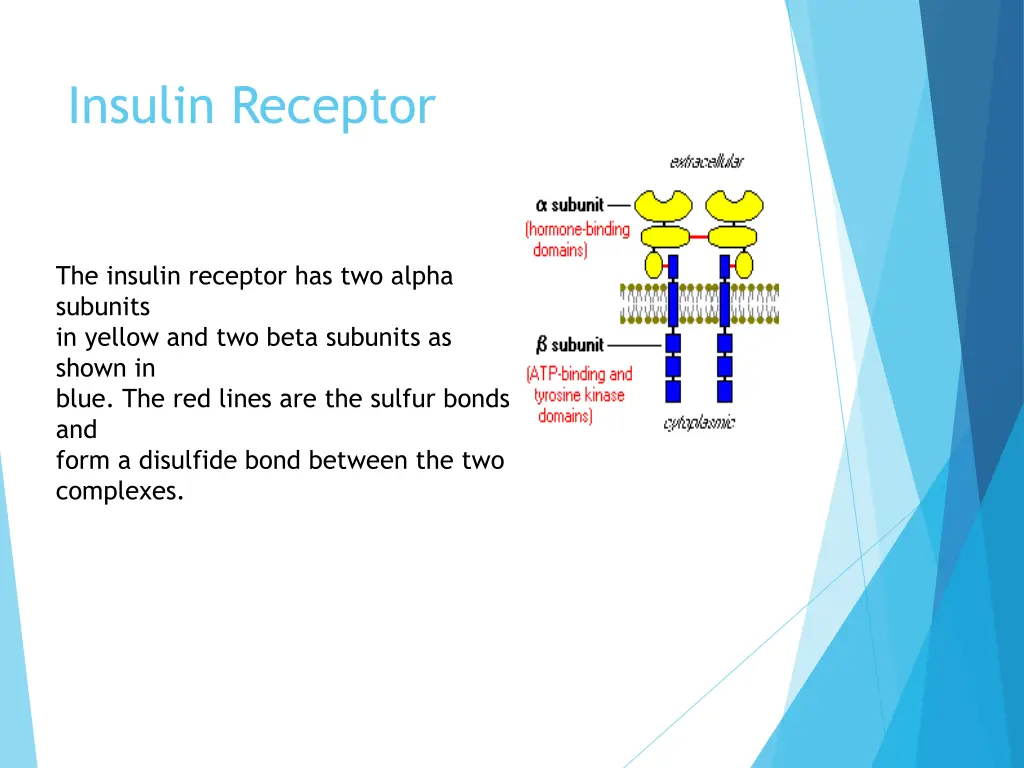 insulin receptor