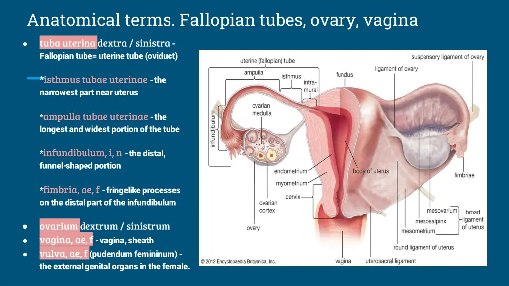 anatomical terms fallopian tubes ovary vagina