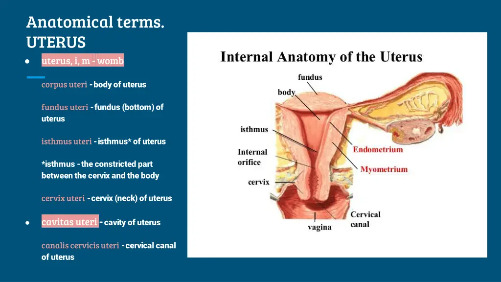 anatomical terms uterus uterus i m womb