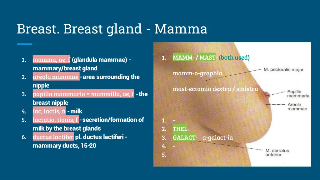 breast breast gland mamma