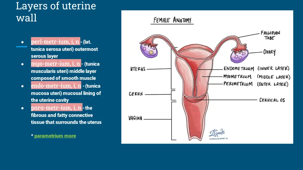 layers of uterine wall