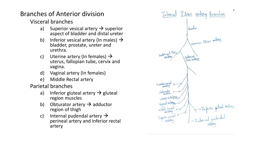 branches of anterior division visceral branches
